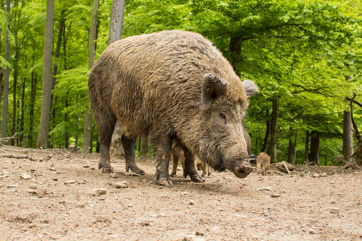 Wildsau im Wilderlebnispark Daun - WildsauSEO SEO Contest 2019