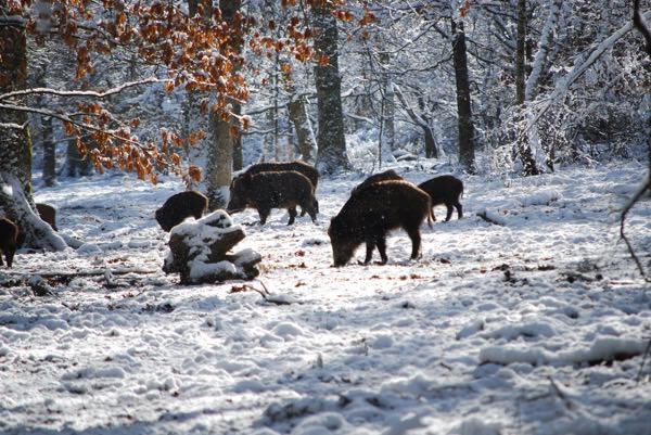 Wildsäue im Schnee - WildsauSEO